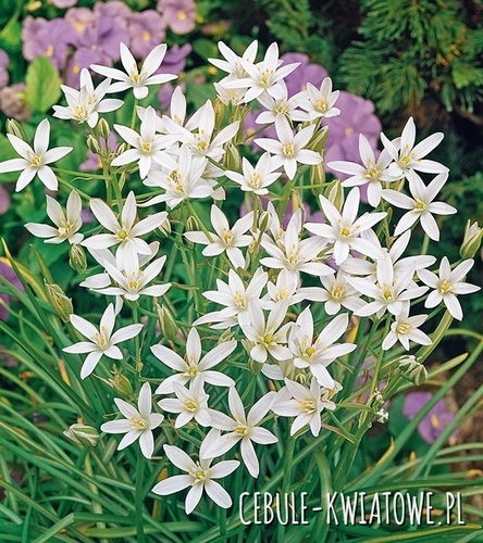 Ornithogalum Umbellatum Śniadek Baldaszkowaty 10 szt.