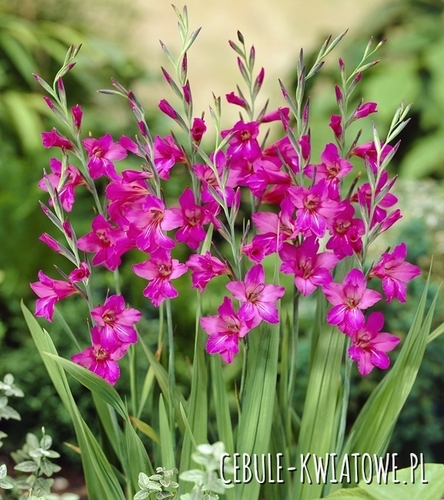 Gladiolus Byzantinus - Mieczyk Bizantyjski 10 szt.