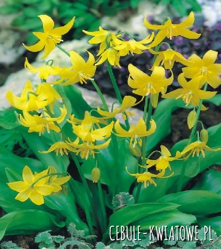 Erythronium - Psiząb Kondo 1 szt.