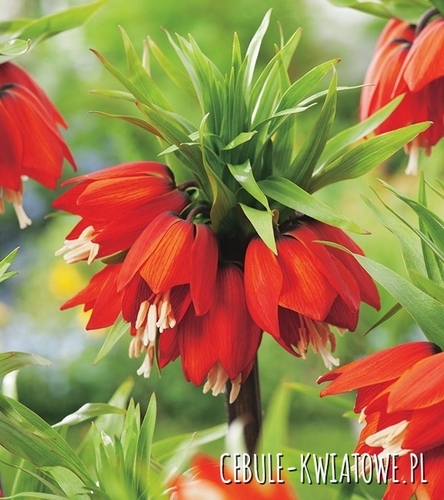 Fritllaria - Szachownica Cesarska Rubra Maxima 1 szt.