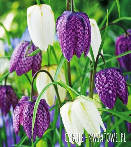 Fritillaria Meleagris - Szachownica Kostkowata 10 szt.