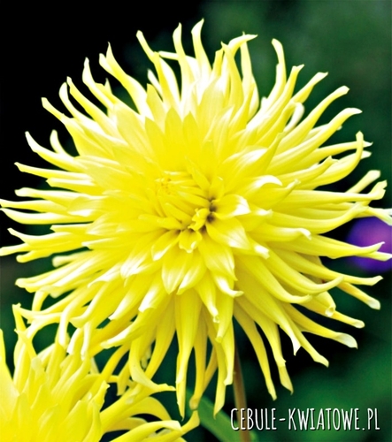 Dalia Kaktusowa Kennemerland 1 szt.