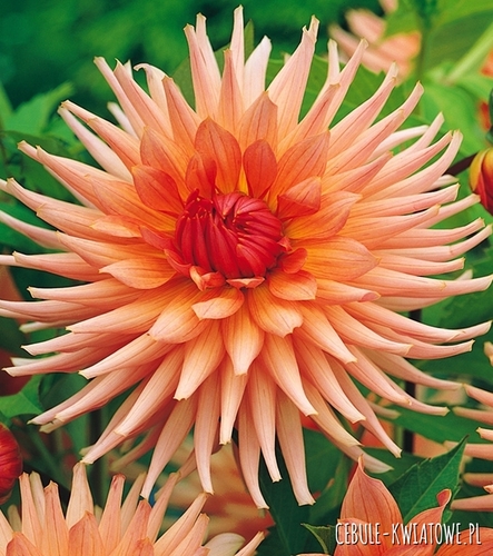 Dalia Kaktusowa Preference 1 szt.