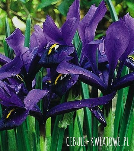 Iris Reticulata - Żyłkowany George 10 szt.
