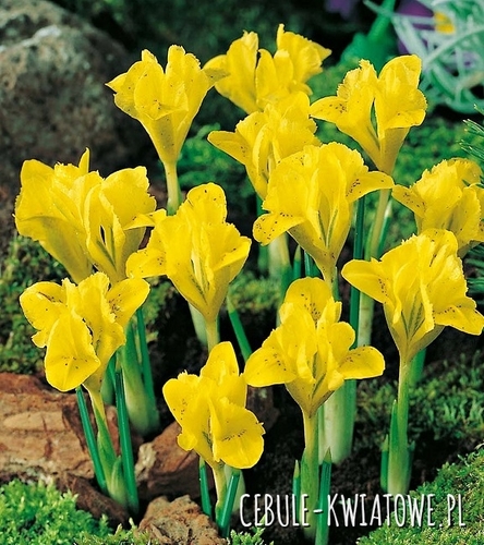 Iris Reticulata - Żyłkowany Danforda 10 szt.