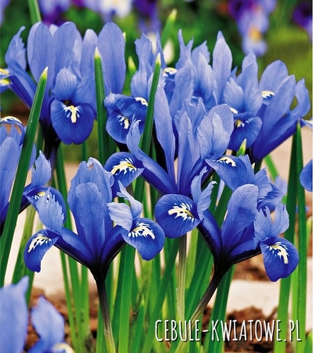 Iris Reticulata - Żyłkowany Harmony 10 szt.
