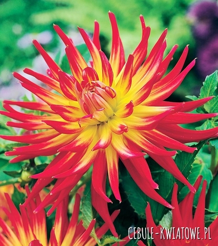 Dalia Kaktusowa Bora Bora 1 szt.