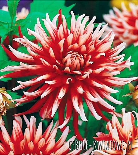 Dalia Kaktusowa Friquolet 1 szt.