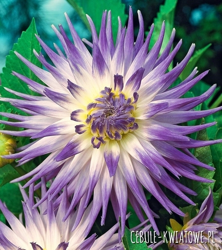 Dalia Kaktusowa Veritable 1 szt.