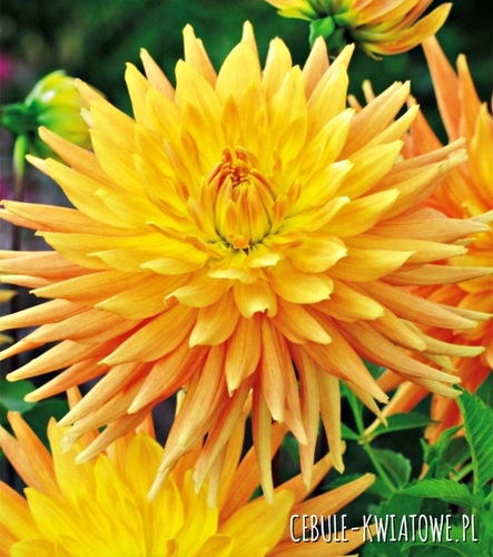 Dalia Kaktusowa Gold Crown 1 szt.