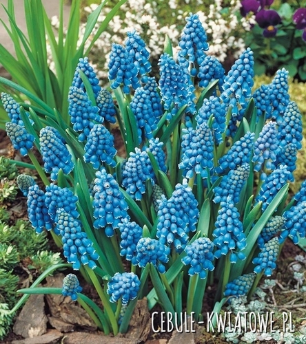 Muscari - Szafirek Armeniacum 10 szt.