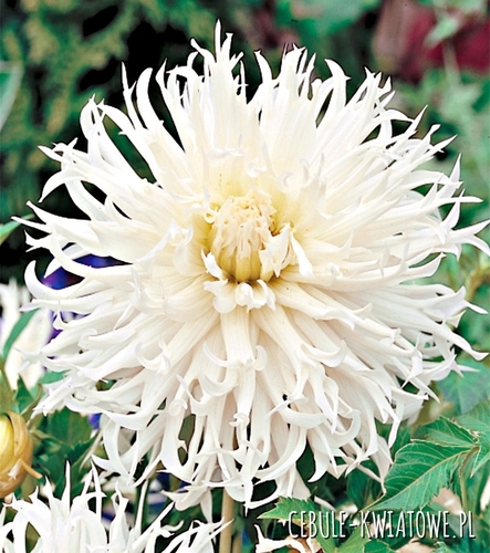 Dalia Kaktusowa Tsuki Yori No Shisha 1 szt.