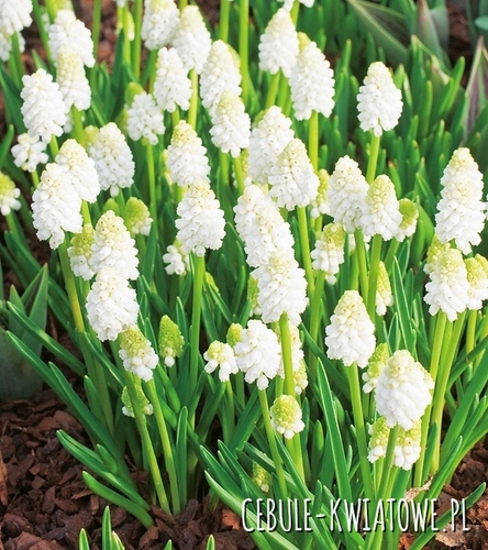 Muscari - Szafirek White Magic 10 szt.