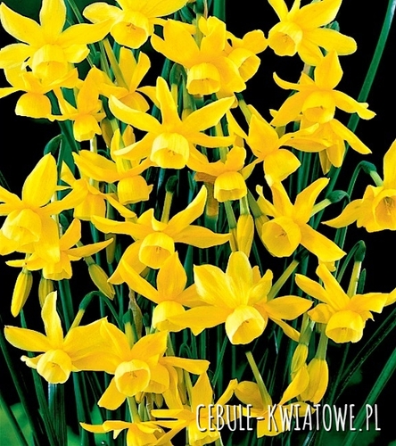 Narcyz Botaniczny Hawera 5 szt.