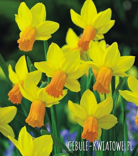 Narcyz Botaniczny Jetfire 5 szt.