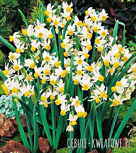Narcyz Botaniczny Canaliculatus 5 szt.