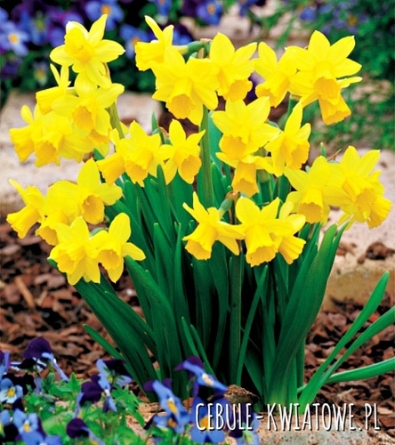 Narcyz Botaniczny Tete-A-Tete 5 szt.