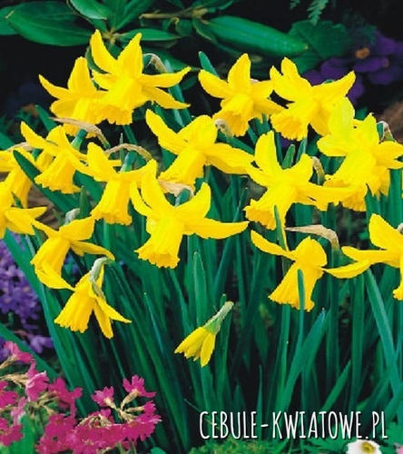 Narcyz Botaniczny February Gold 5 szt.