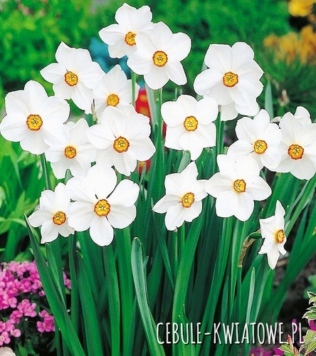 Narcyz Botaniczny Actaea Pachnie 5 szt.