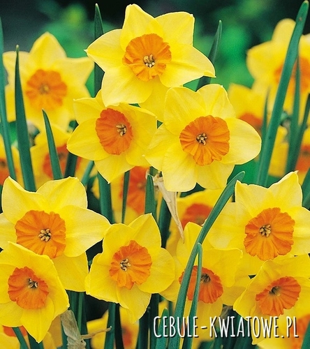 Narcyz Botaniczny Suzy 5 szt.