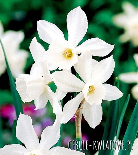 Narcyz Botaniczny Thalia 5 szt.