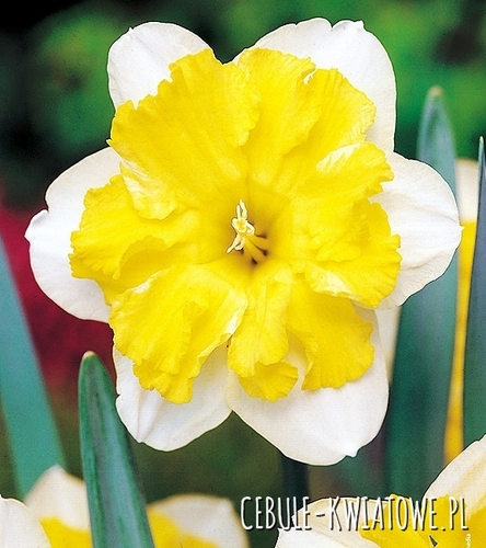 Narcyz o Rozszczepionym Przykoronku Frileuse 5 szt.