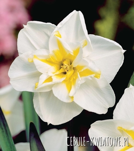 Narcyz o Rozszczepionym Przykoronku Lemon Beauty 5 szt.