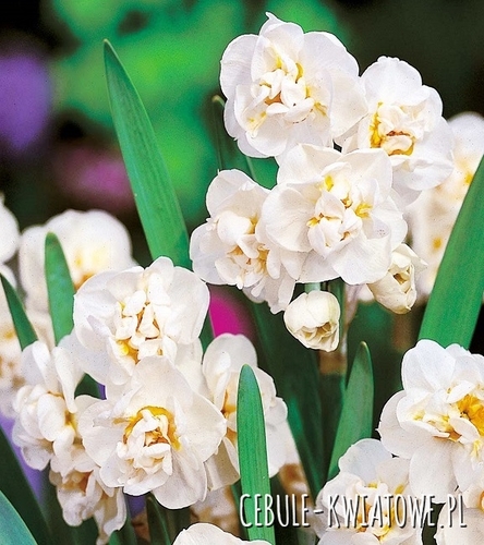 Narcyz Pachnący Bridal Crown 5 szt.