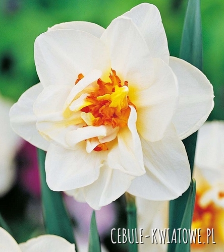 Narcyz Pełny Flower Drift 5 szt.