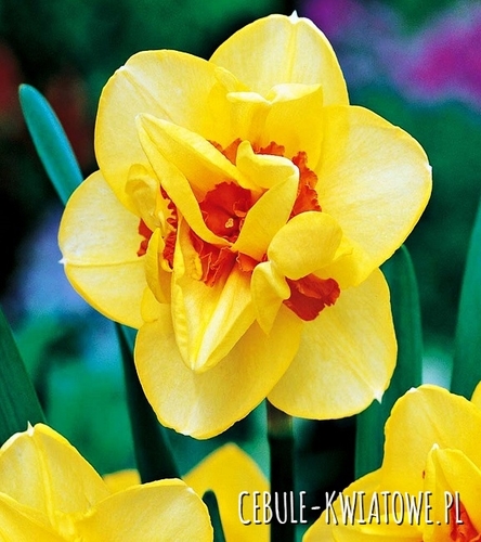 Narcyz Pełny Tahiti 5 szt.