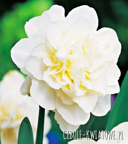 Narcyz Pełny Obdam 5 szt.