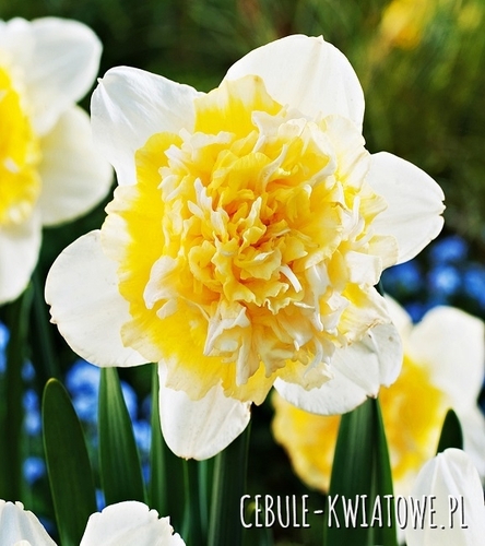 Narcyz Pełny Ice King 5 szt.