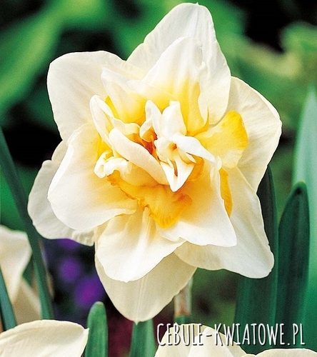 Narcyz Pełny White Lion 5 szt.