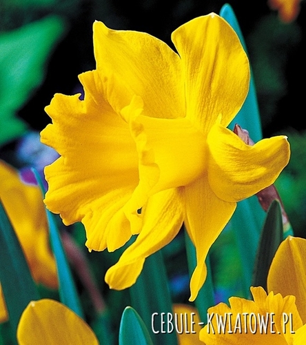 Narcyz Trąbkowy Unsurpassable 12/14 5 szt.