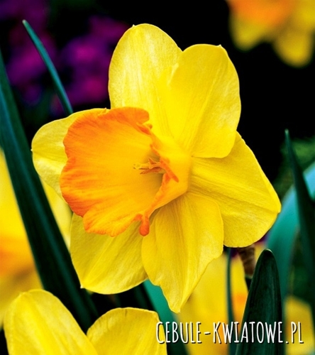 Narcyz Trąbkowy Fortune 12/14 5 szt.