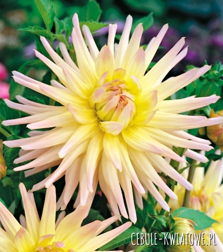 Dalia Kaktusowa Shooting Star 1 szt.