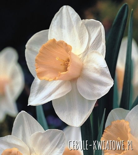 Narcyz Trąbkowy Salome 14/16 5 szt.