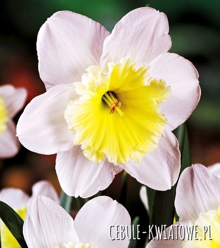 Narcyz Wielkoprzykoronkowy Ice Follies 5 szt.