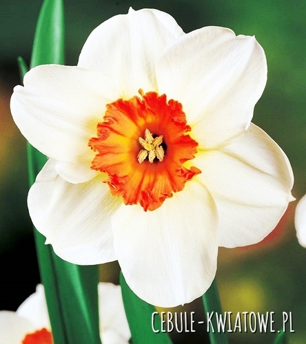 Narcyz Wielkoprzykoronkowy Barret Browing 5 szt.