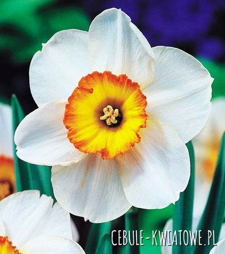 Narcyz Wielkoprzykoronkowy Flower Record 5 szt.