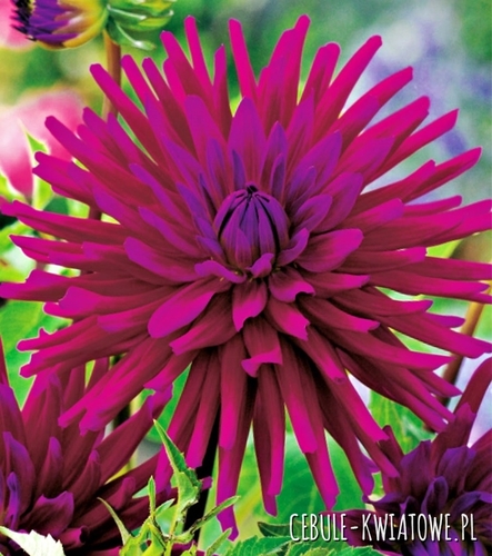 Dalia Kaktusowa Purple Gem 1 szt.