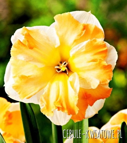 Narcyz Dla Kolekcjonera Cum Laude 5 szt.