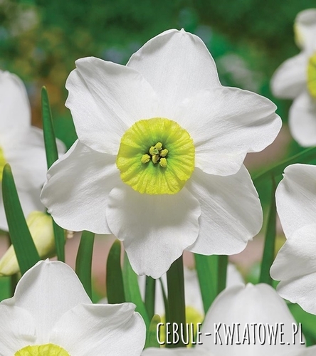 Narcyz Dla Kolekcjonera Sinopel 3 szt.