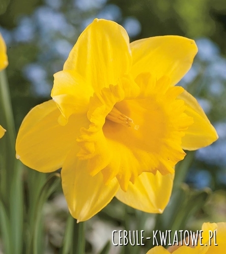 Narcyz Dla Kolekcjonera Gigantic Star 5 szt.