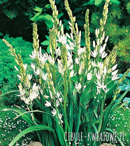 Camassia - Kamasja Biała 1 szt.