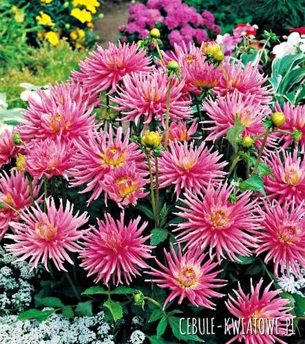 Dalia Kaktusowa Park Princess 1 szt.