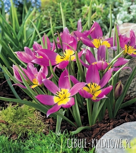 Tulipan Botaniczny Eastern Star 5 szt.