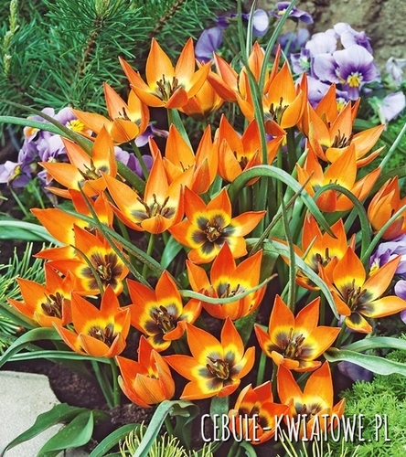 Tulipan Botaniczny Little Princess 5 szt.