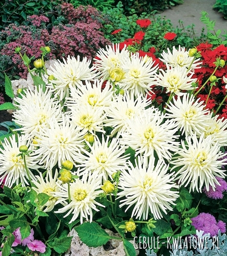 Dalia Kaktusowa Playa Blanca 1 szt.