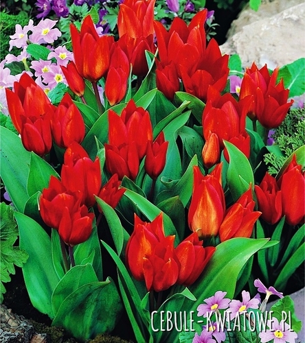 Tulipan Botaniczny Van Tubergen'S Variety 5 szt.